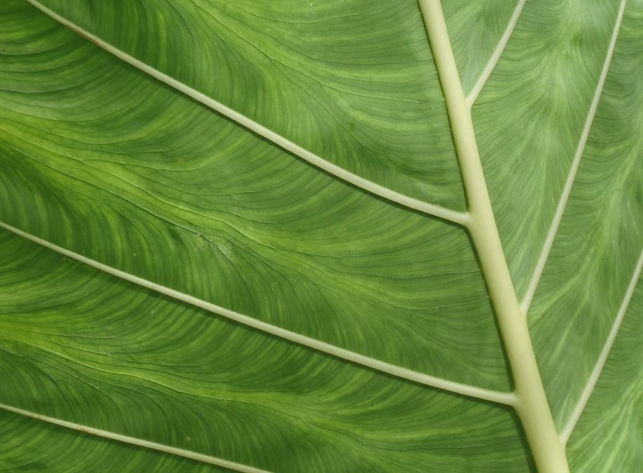 Keselamatan Sekolah: Latihan Simulasi Dinas Damkar Kayong Utara